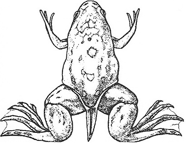 Nieuwkoop and Faber stage 64; age about 53 days at 22-24 Celsius; corresponding to the following external morphological criteria: Corner of mouth well behind eye. Various adult skin areas joined almost everywhere, borderlines still clearly visible. Length of tail (from anus) is a third of body length.