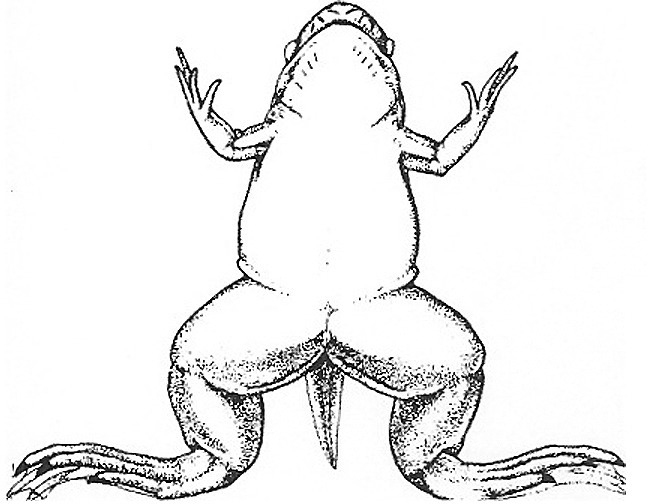 Nieuwkoop and Faber stage 64; age about 53 days at 22-24 Celsius; corresponding to the following external morphological criteria: Corner of mouth well behind eye. Various adult skin areas joined almost everywhere, borderlines still clearly visible. Length of tail (from anus) is a third of body length.