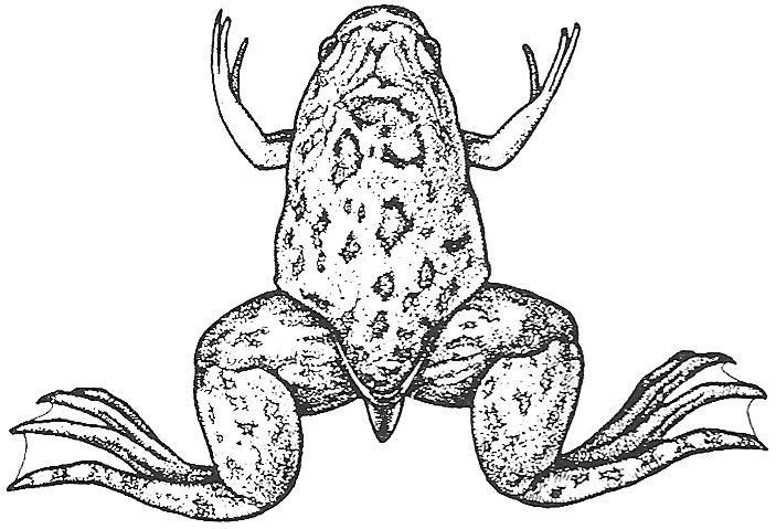 Nieuwkoop and Faber stage 65; age about 54 days at 22-24 Celsius; corresponding to the following external morphological criteria: Borderlines between adult skin areas partly disappeared. Tail oblong triangular in dorsal aspect, length abouth one tenth of body length.