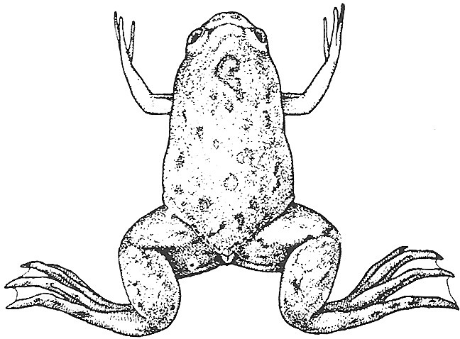 Nieuwkoop and Faber stage 66; age about 58 days at 22-24 Celsius; corresponding to the following external morphological criteria: Border lines between adult skin areas disappeared. Tail only a very small triangle, no longer visible from ventral side.