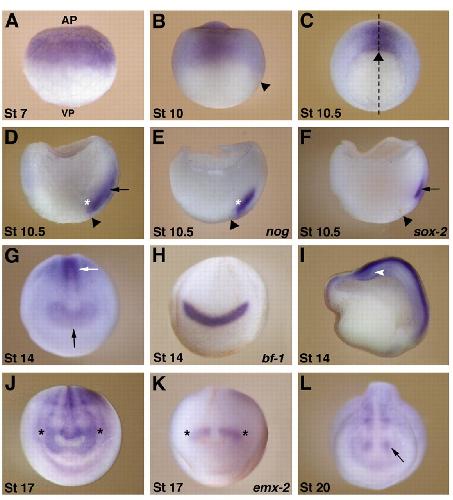 dorsal blastopore lip