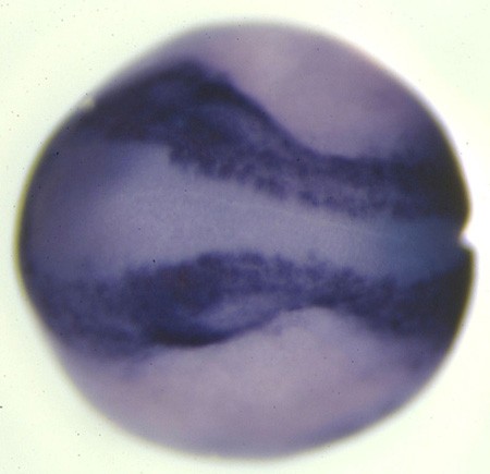 Xenopus msx2 expression in stage 16 embryo.