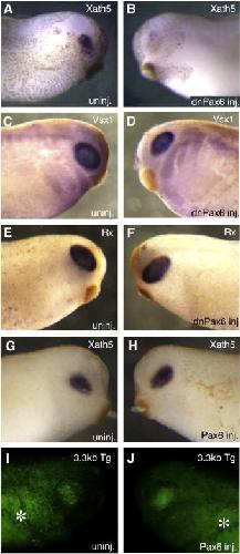 Willardsen MI et al. (2009), Temporal regulation of Ath5 gene ... Willardsen MI et al. (2009), Temporal regulation of Ath5 gene ...