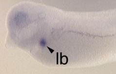 Xenopus tropicalis wnt9a expression in stage 37 embryo.