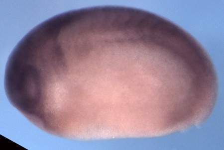 Xenopus shroom4 expression assayed by in situ hybridization. Lateral view of stage 21 embryo.