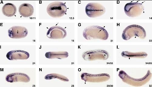 Acvr1 Gene