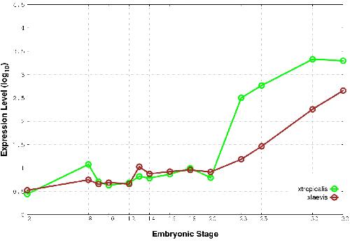Xenbase Expression Image