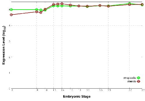Xenbase Expression Image