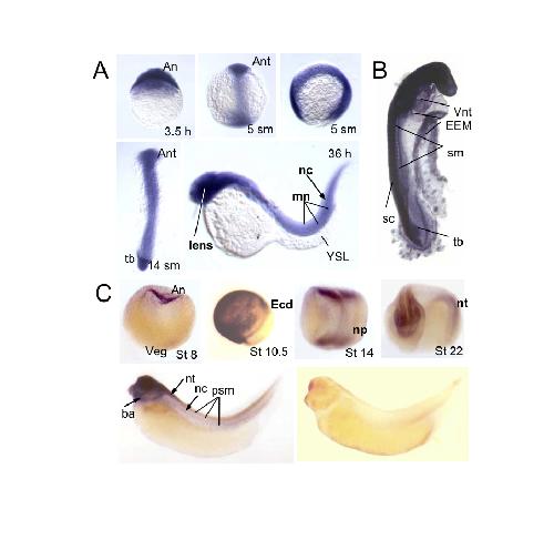 Zebrafish Embryo Anatomy