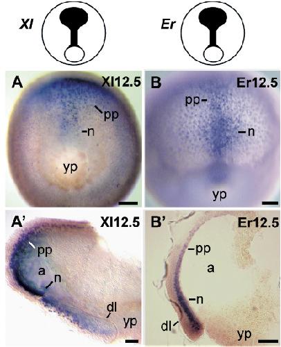 Frog Yolk Plug