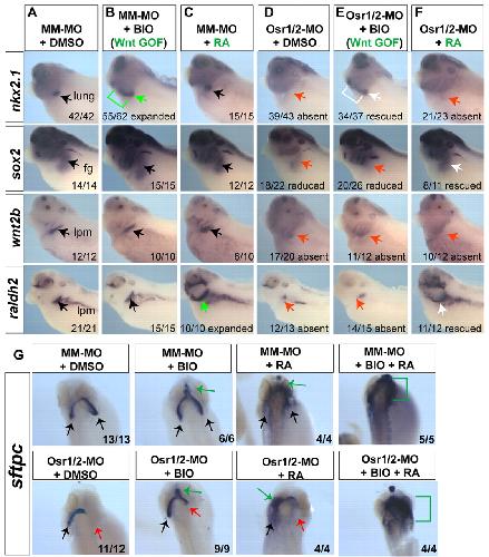 Bmp4 Signaling