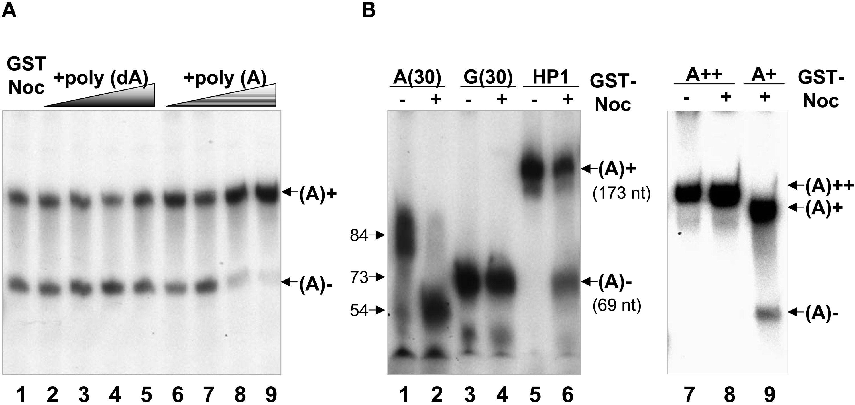 Xenopus Lit image