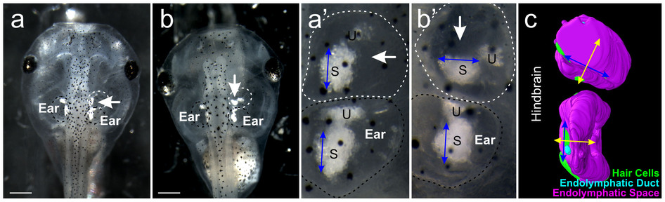 Xenopus Lit image