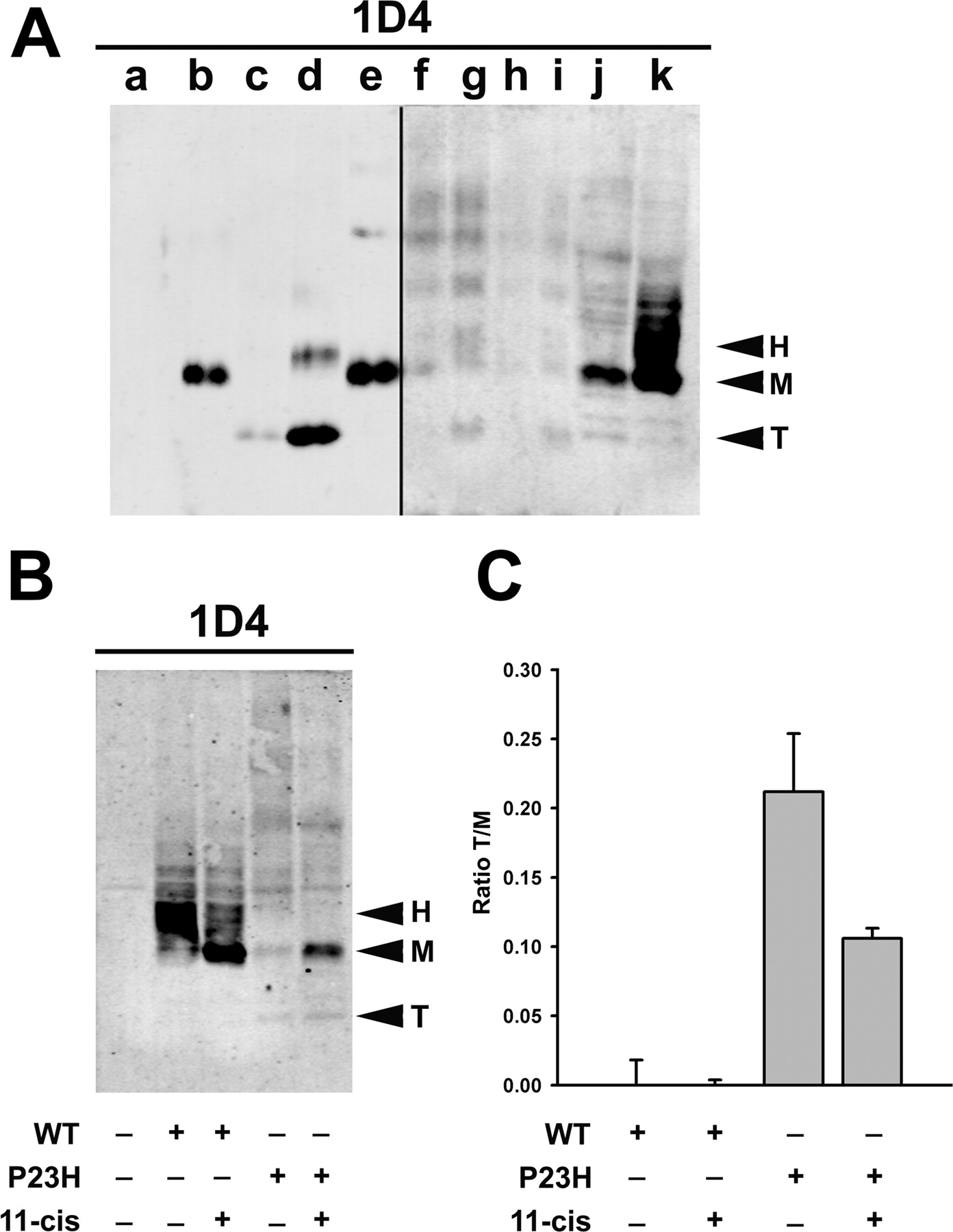 Xenopus Lit image