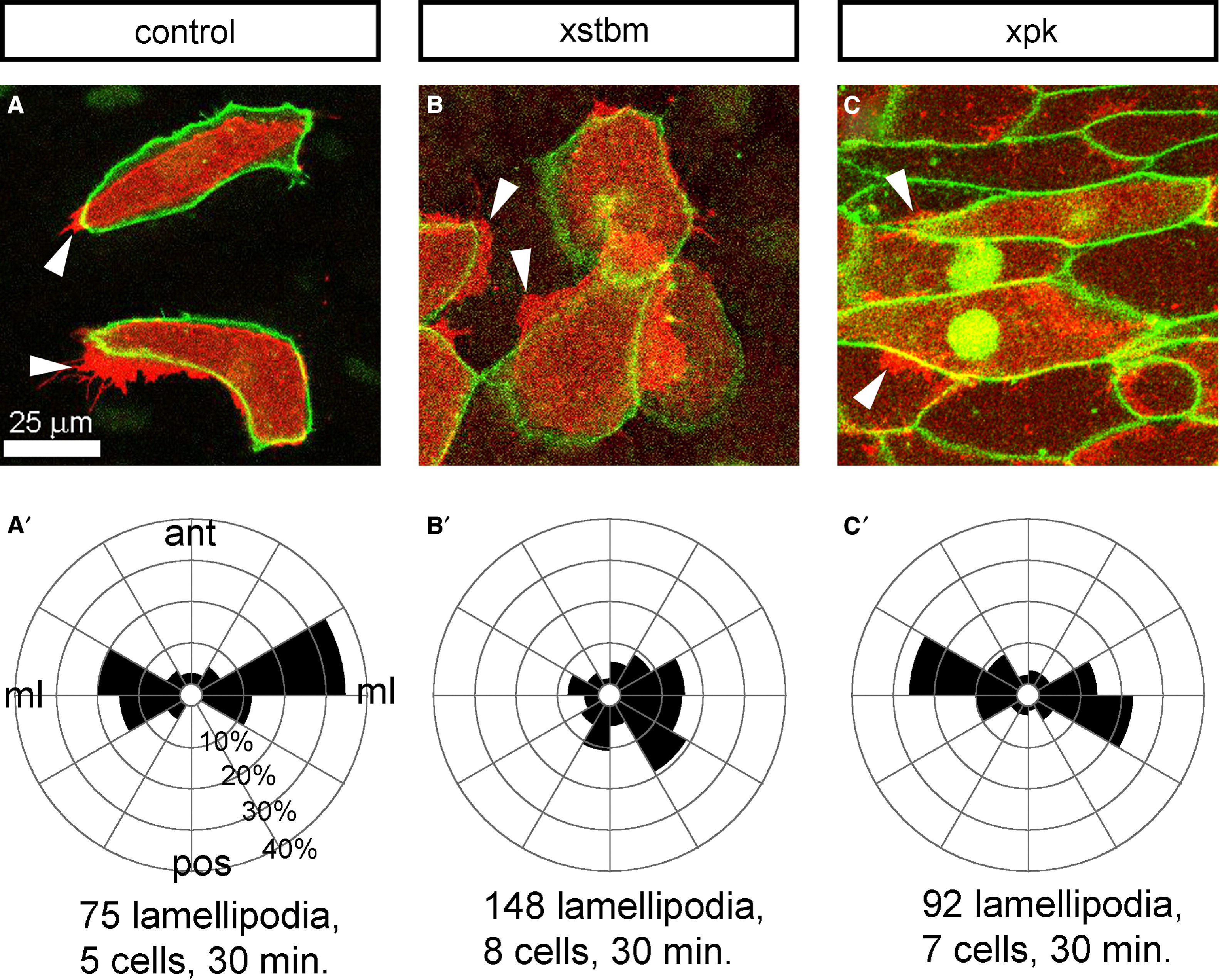 Xenopus Lit image