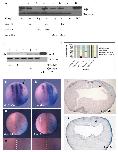 Xenbase Expression Image Xenbase Expression Image