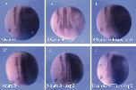Xenbase Expression Image Xenbase Expression Image