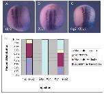 Xenbase Expression Image Xenbase Expression Image
