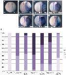 Xenbase Expression Image Xenbase Expression Image