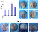 Xenbase Expression Image Xenbase Expression Image