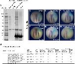 Xenbase Expression Image Xenbase Expression Image