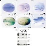 Xenbase Expression Image Xenbase Expression Image