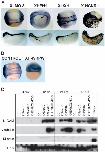 Xenbase Expression Image Xenbase Expression Image