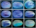 Xenbase Expression Image Xenbase Expression Image