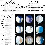 Xenbase Expression Image Xenbase Expression Image