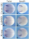 Xenbase Expression Image Xenbase Expression Image