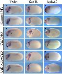 Xenbase Expression Image Xenbase Expression Image