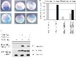 Xenbase Expression Image Xenbase Expression Image
