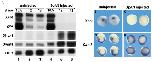 Xenbase Expression Image Xenbase Expression Image