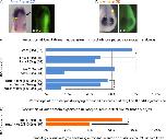 Xenbase Expression Image Xenbase Expression Image