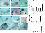 Xenbase Expression Image Xenbase Expression Image