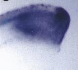Xenbase Expression Image Xenbase Expression Image