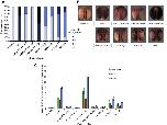 Xenbase Expression Image Xenbase Expression Image