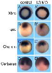 Expression Image Expression Image