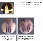 Xenbase Expression Image Xenbase Expression Image
