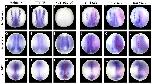 Xenbase Expression Image Xenbase Expression Image