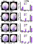 Xenbase Expression Image Xenbase Expression Image