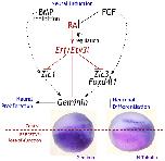 Xenbase Expression Image Xenbase Expression Image