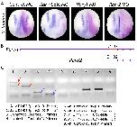 Xenbase Expression Image Xenbase Expression Image