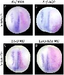 Xenbase Expression Image Xenbase Expression Image