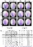 Xenbase Expression Image Xenbase Expression Image