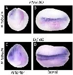 Xenbase Expression Image Xenbase Expression Image