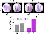 Xenbase Expression Image Xenbase Expression Image