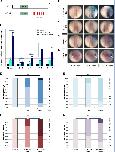 Xenbase Expression Image Xenbase Expression Image
