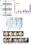 Xenbase Expression Image Xenbase Expression Image