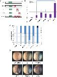 Xenbase Expression Image Xenbase Expression Image
